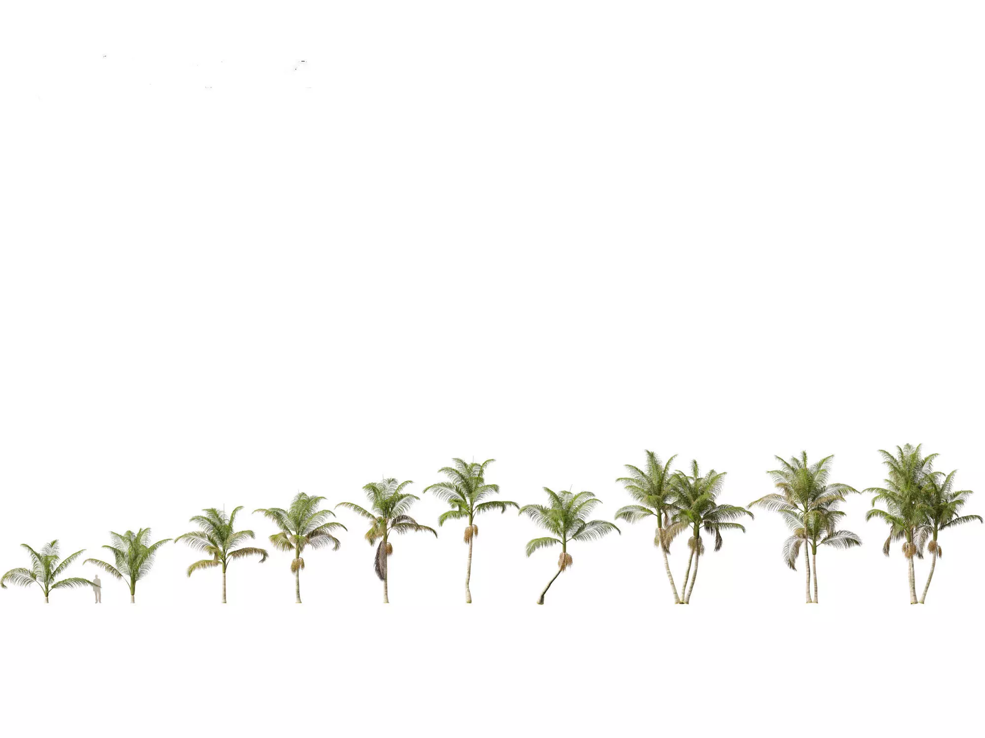 Palms Exotics Pack 25 3D model_6