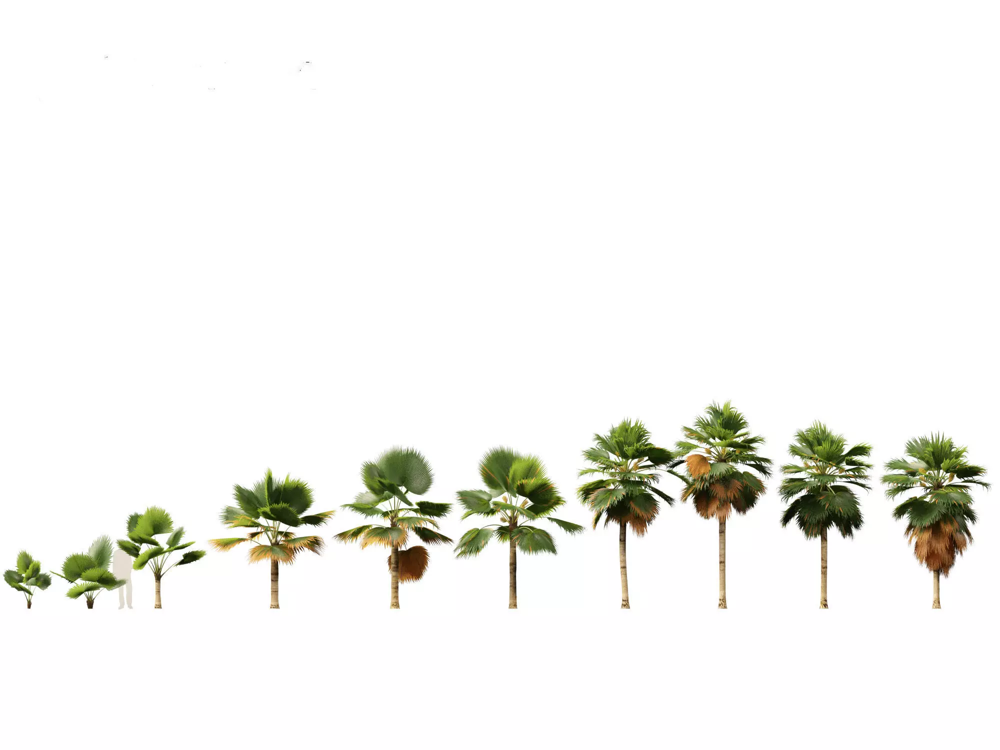 Palms Exotics Pack 25 3D model_23