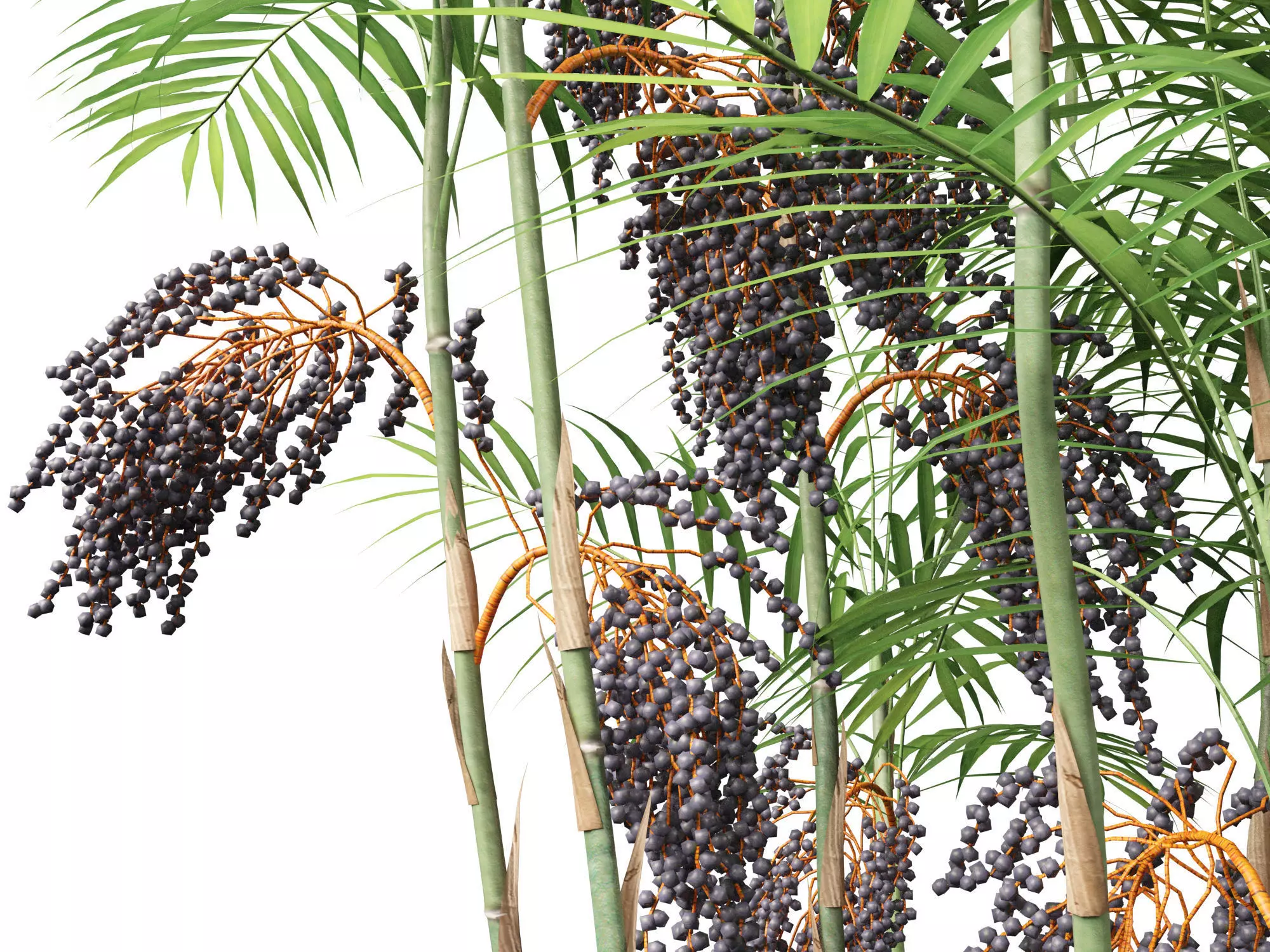 Palms Exotics Pack 25 3D model_12