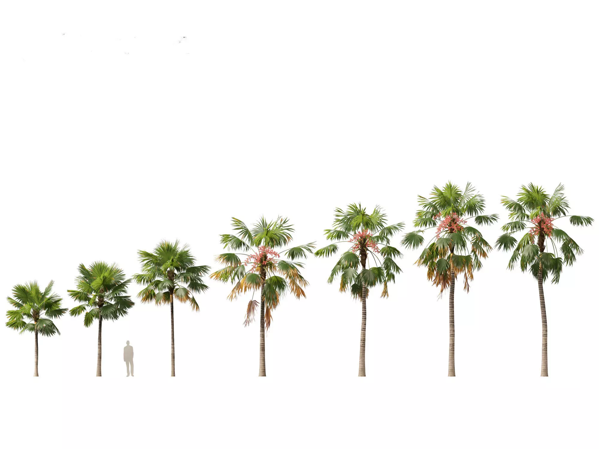 Palms Exotics Pack 25 3D model_24