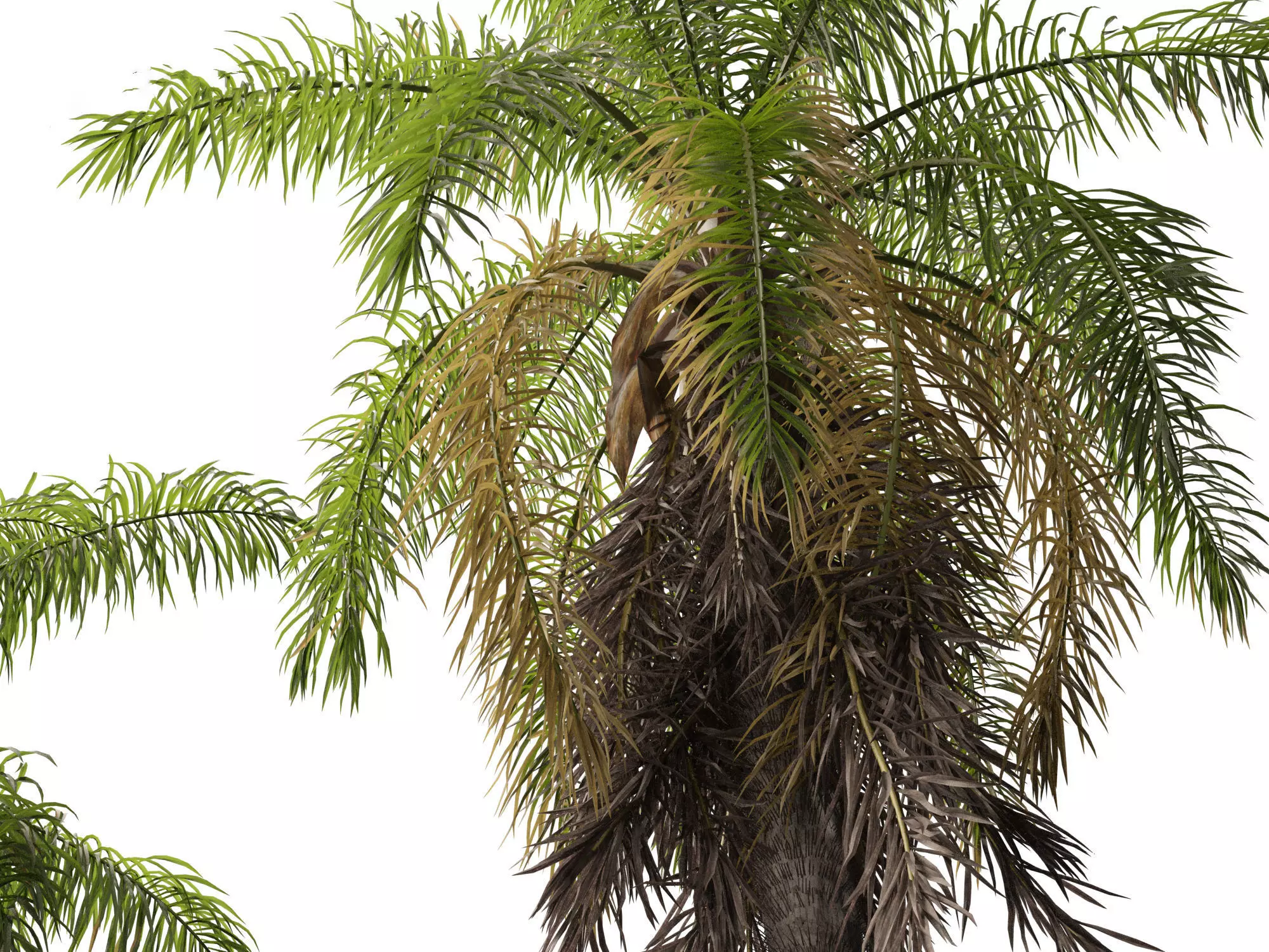 Palms Exotics Pack 25 3D model_2