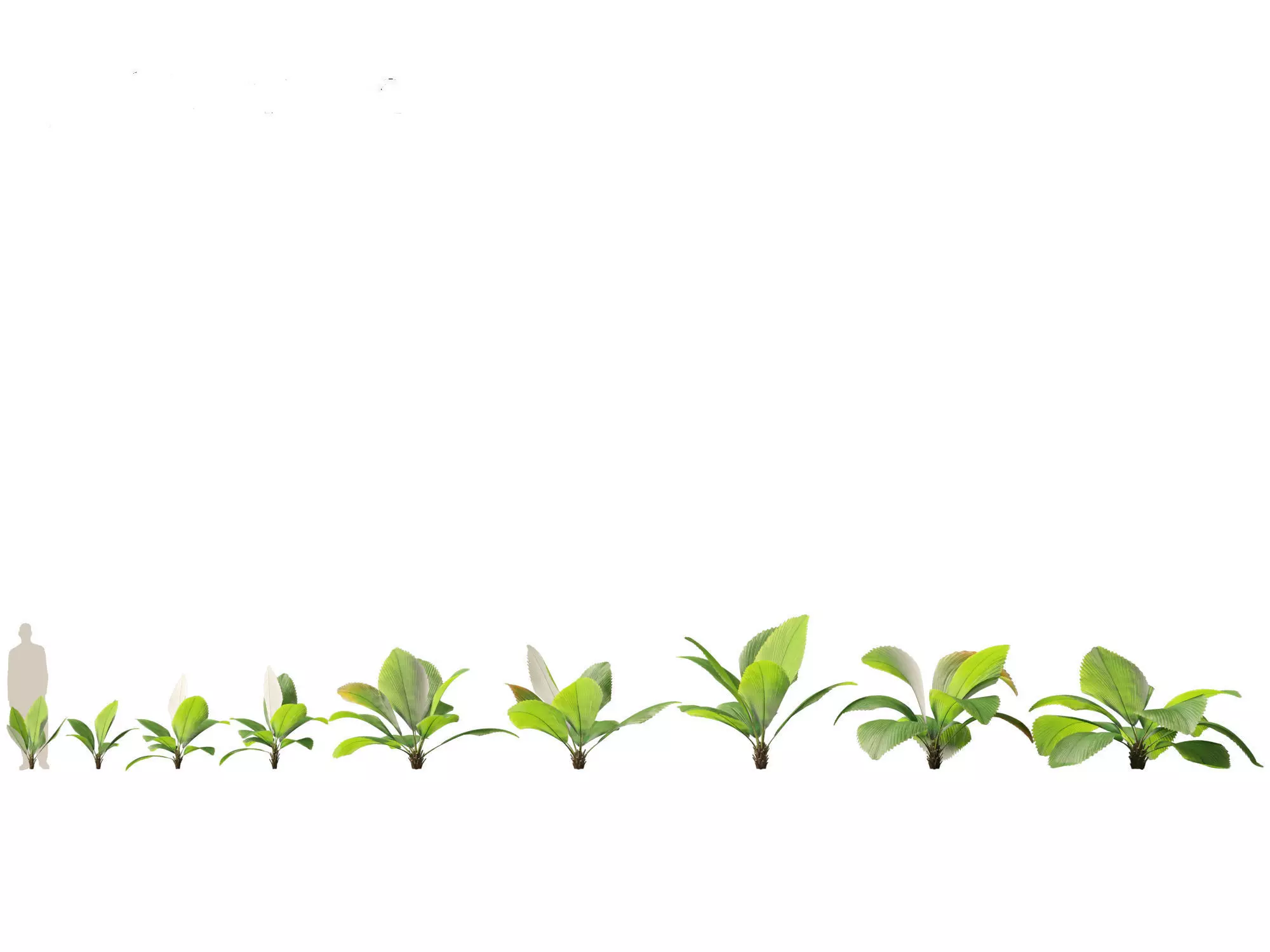 Palms Exotics Pack 25 3D model_17