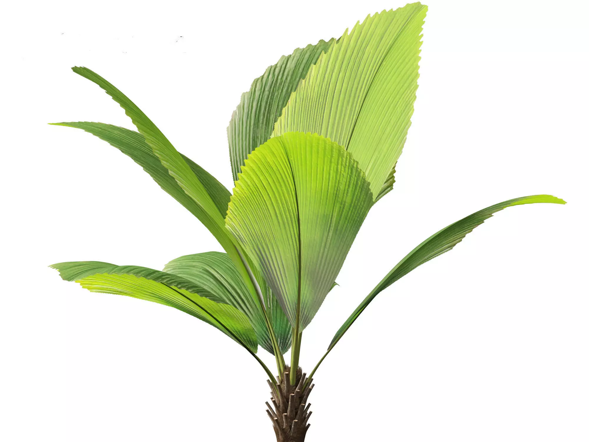 Palms Exotics Pack 25 3D model_18