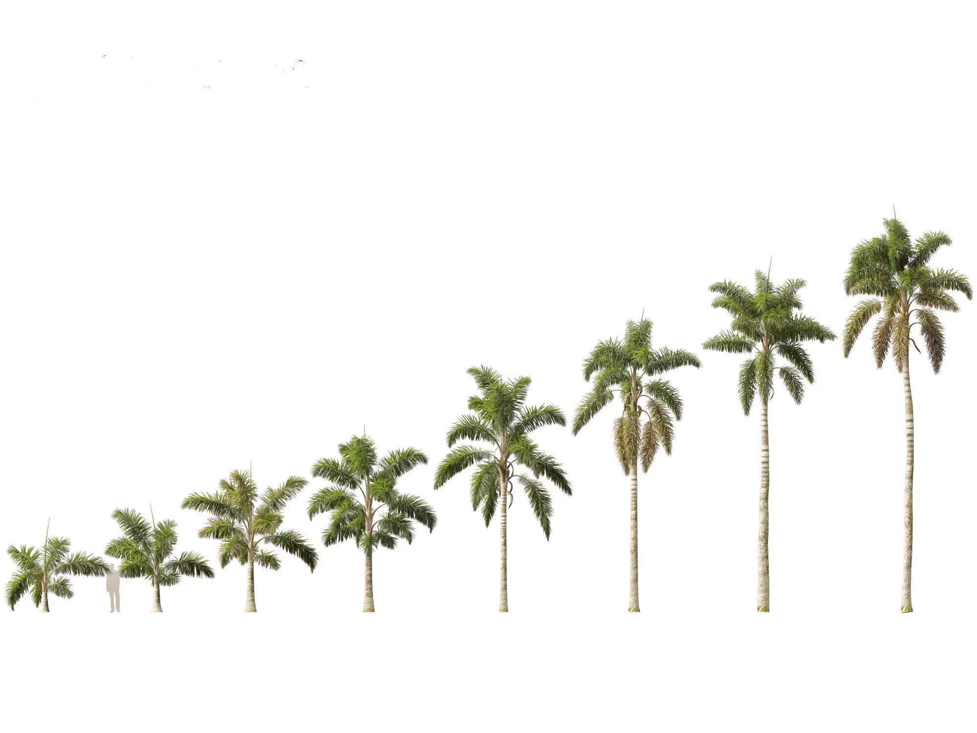 Palms Exotics Pack 25 3D model_25