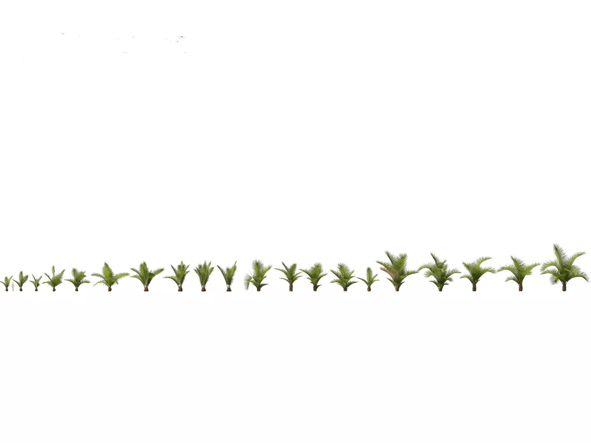 Palms Exotics Pack 25 3D model_8