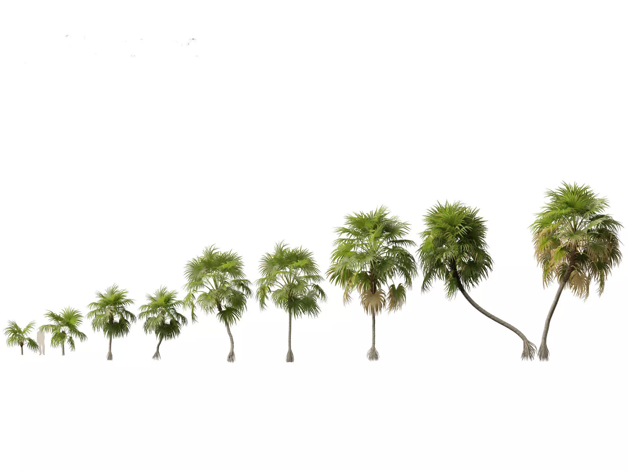 Palms Exotics Pack 25 3D model_16