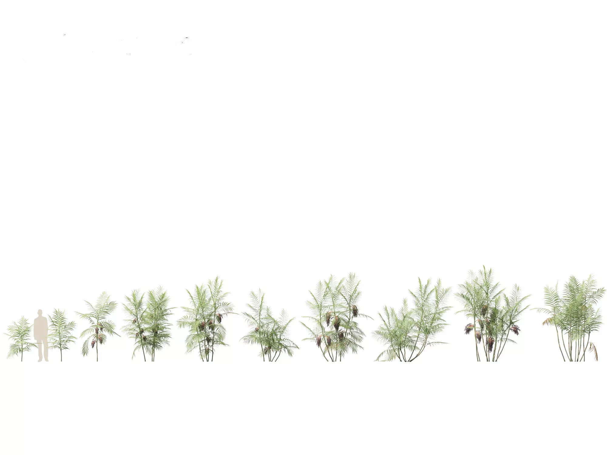 Palms Exotics Pack 25 3D model_11