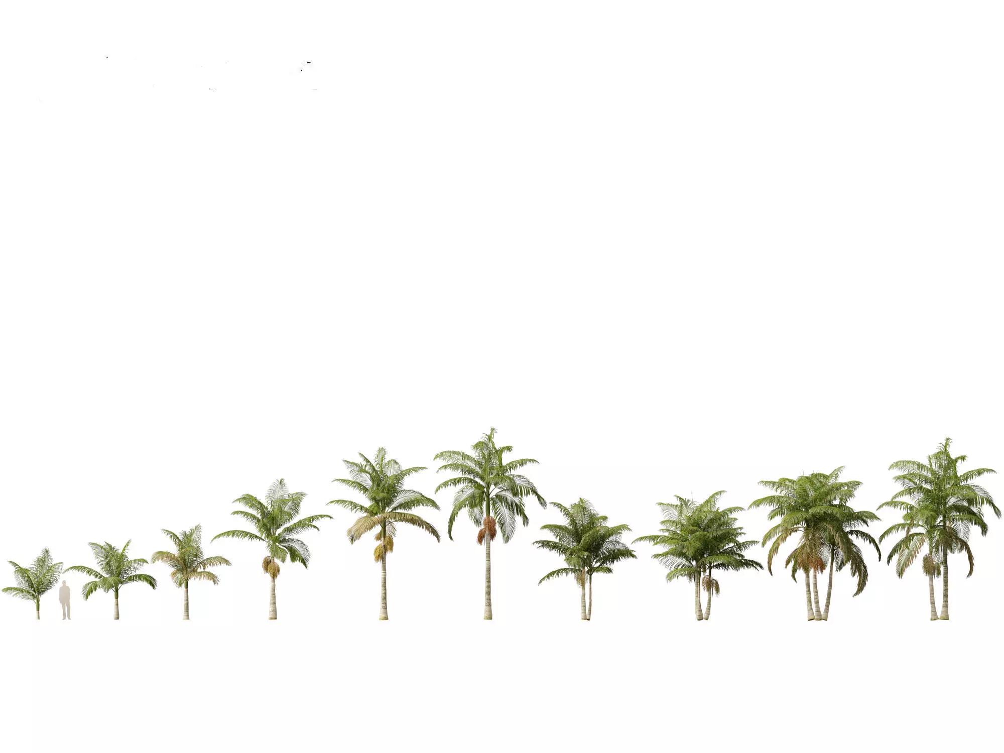 Palms Exotics Pack 25 3D model_4