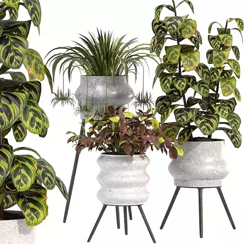 Concrete Pot Plant Set