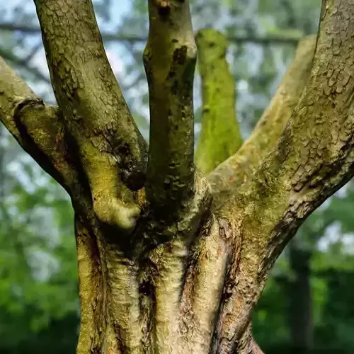 Photorealistic Tree Model 1