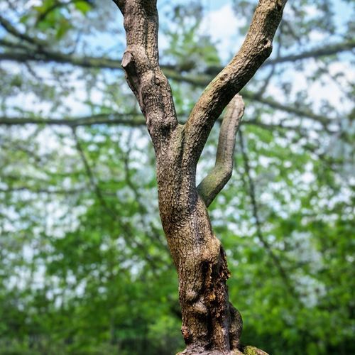 Photorealistic Tree Model 2 Low-poly 3D model