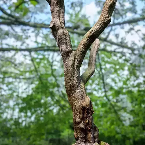 Photorealistic Tree Model 2