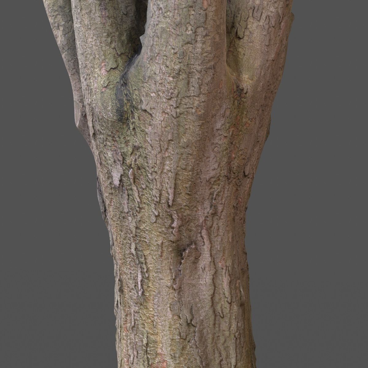 Big Tree Realistic Model Low-poly 3D model_12