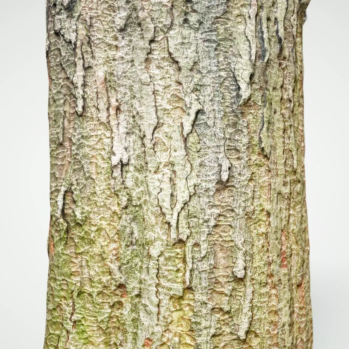 Big Tree Realistic Model Low-poly 3D model_0