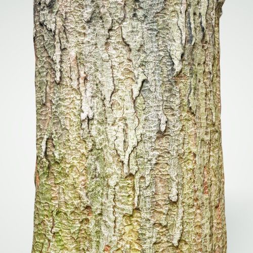 Big Tree Realistic Model Low-poly 3D model