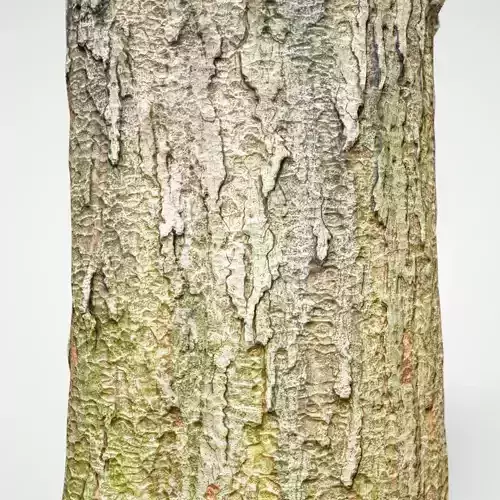 Big Tree Realistic Model Low-poly 3D model