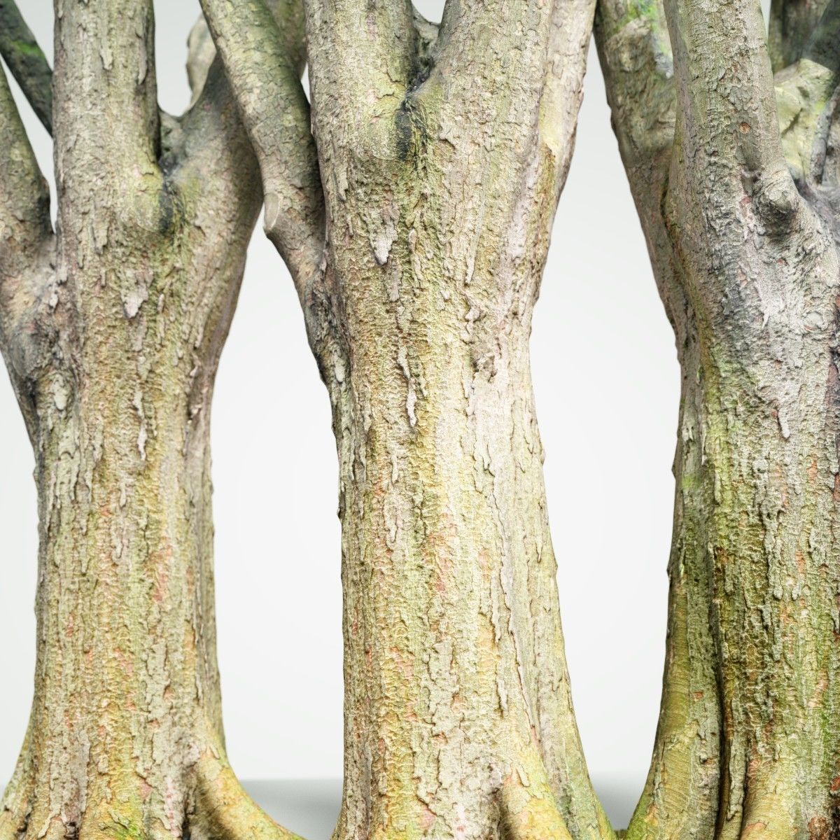 Big Tree Realistic Model Low-poly 3D model_1