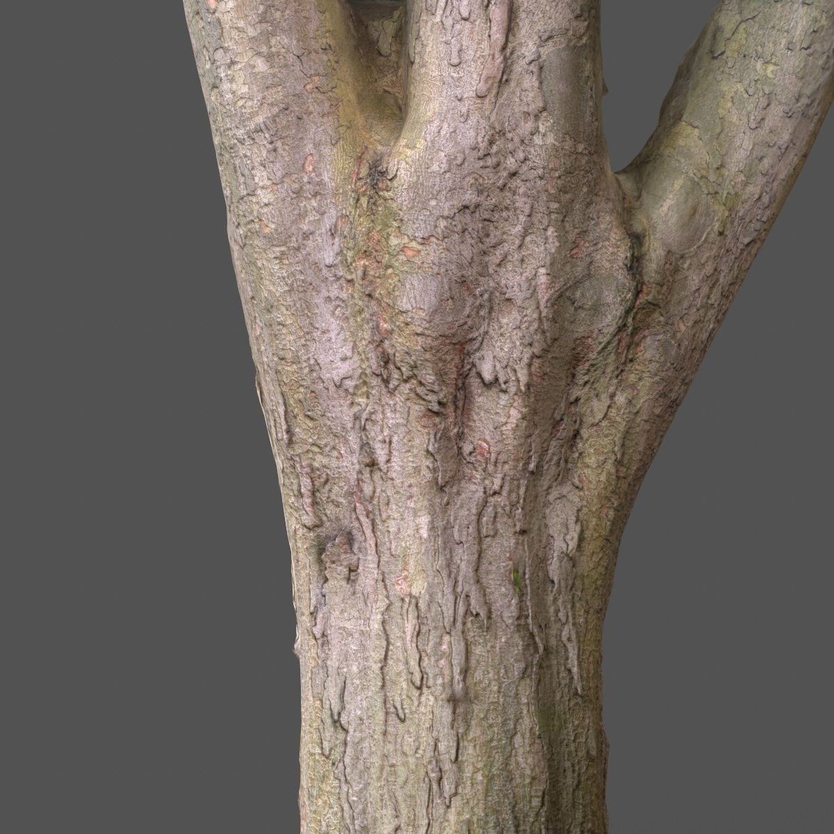 Big Tree Realistic Model Low-poly 3D model_5