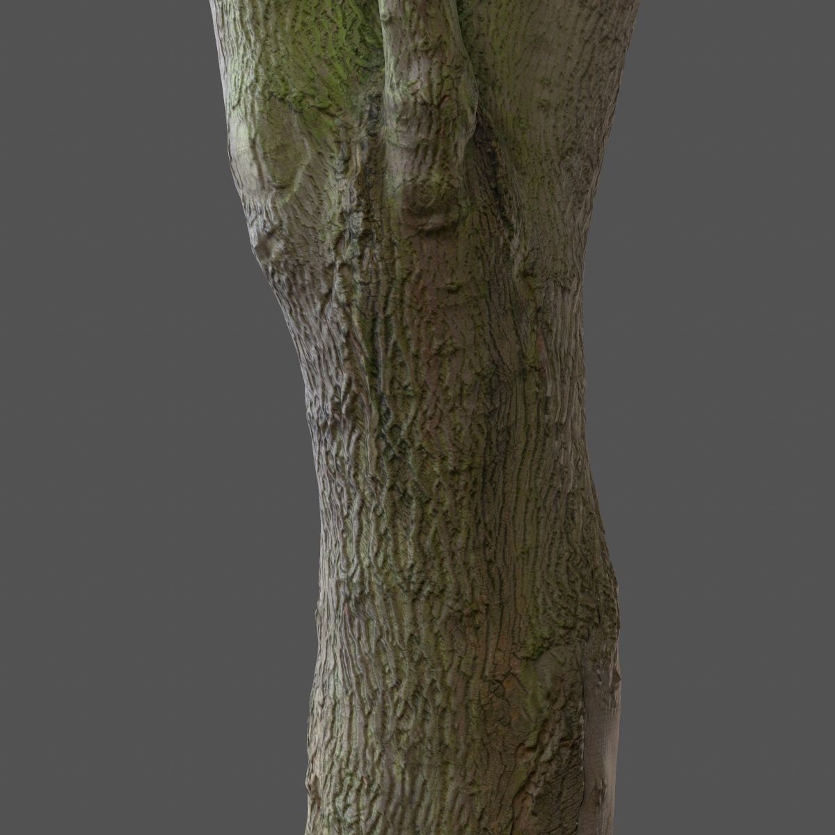Photorealistic Tree Model 5 Low-poly 3D model_10