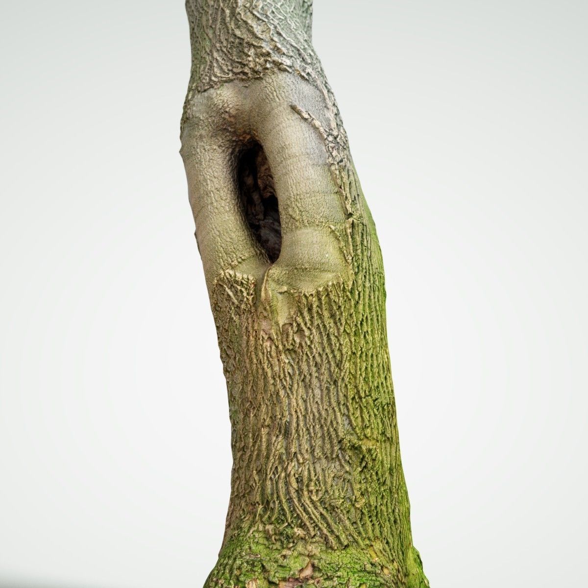 Photorealistic Tree Model 5 Low-poly 3D model_4