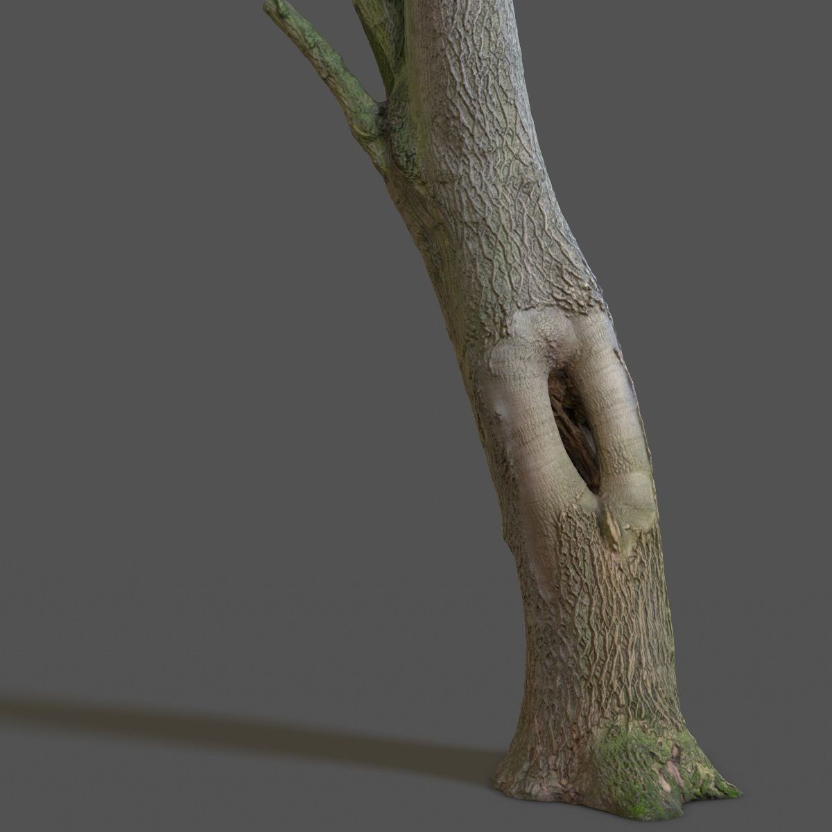 Photorealistic Tree Model 5 Low-poly 3D model_8