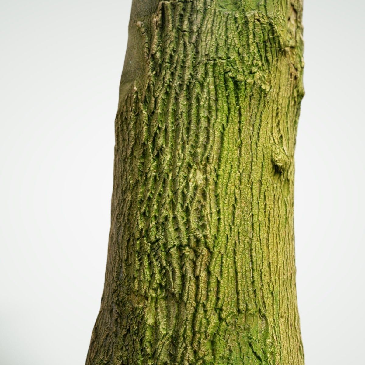 Photorealistic Tree Model 5 Low-poly 3D model_3