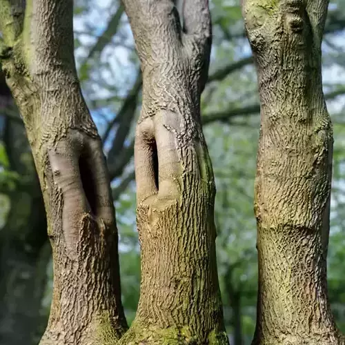 Photorealistic Tree Model 5