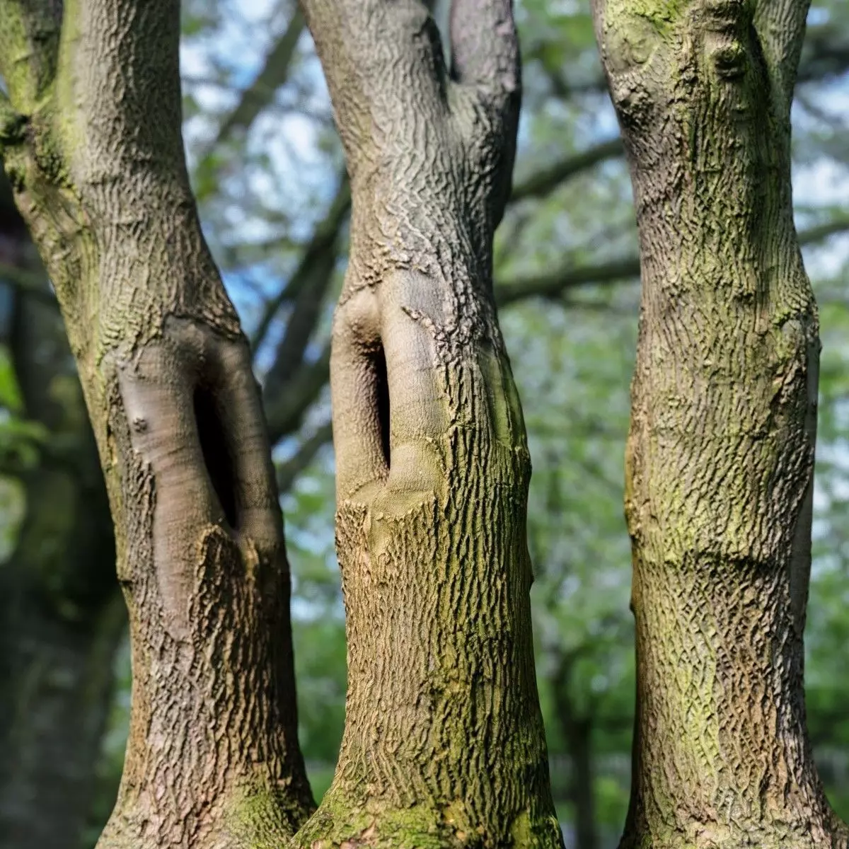 Photorealistic Tree Model 5 Low-poly 3D model_0