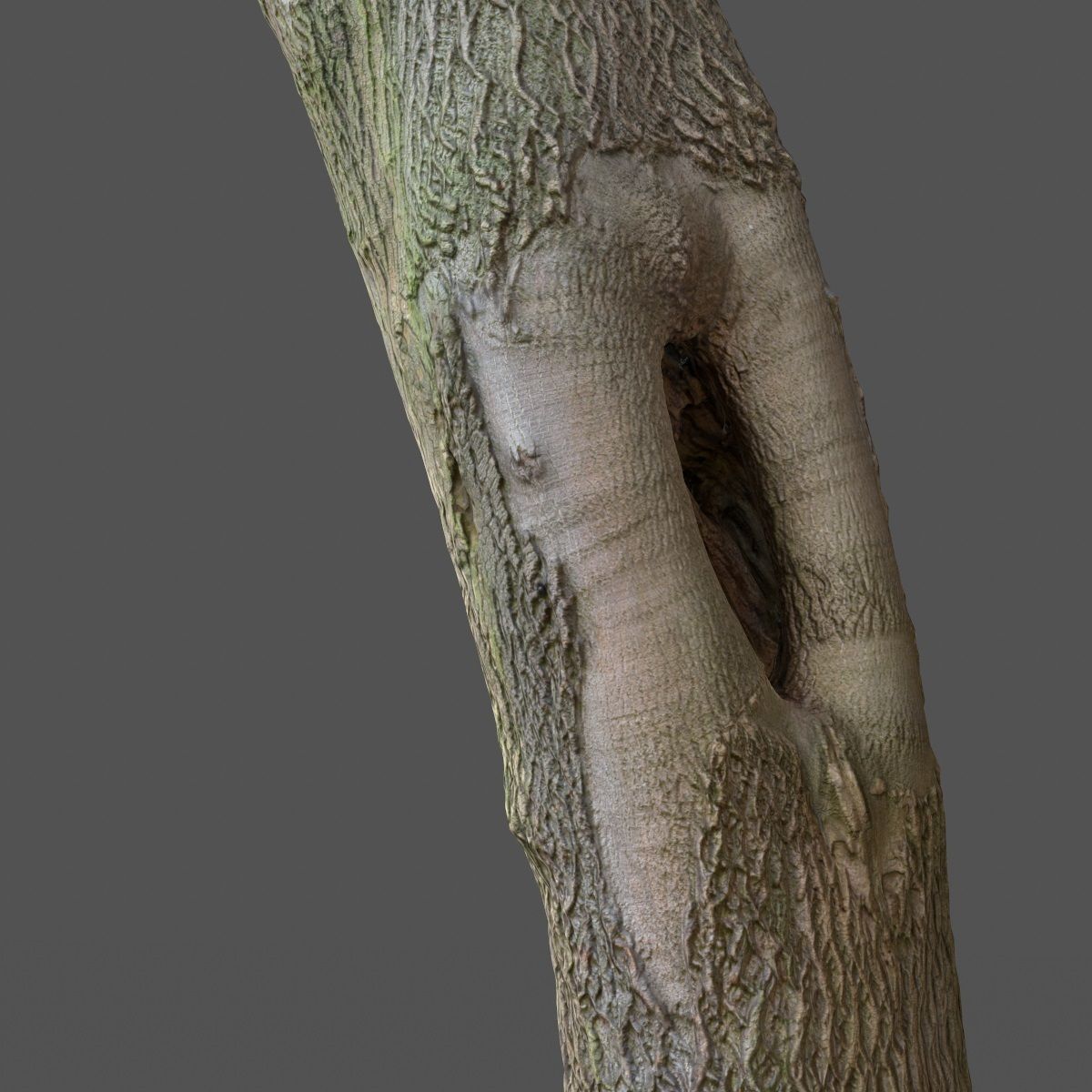 Photorealistic Tree Model 5 Low-poly 3D model_11