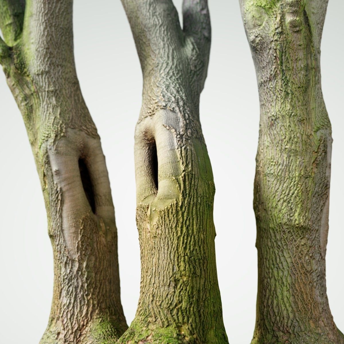 Photorealistic Tree Model 5 Low-poly 3D model_1