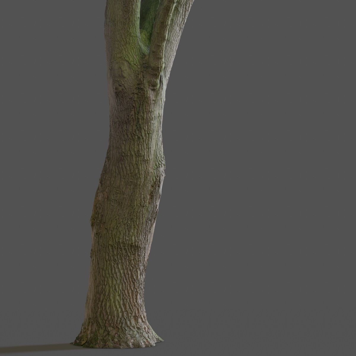 Photorealistic Tree Model 5 Low-poly 3D model_9