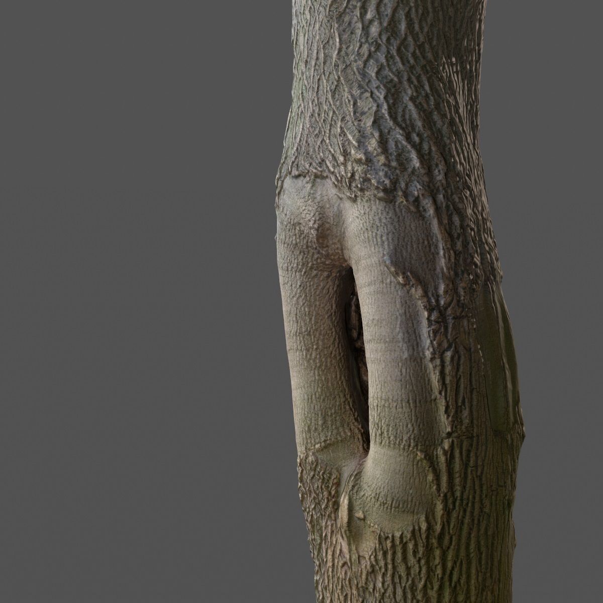 Photorealistic Tree Model 5 Low-poly 3D model_5