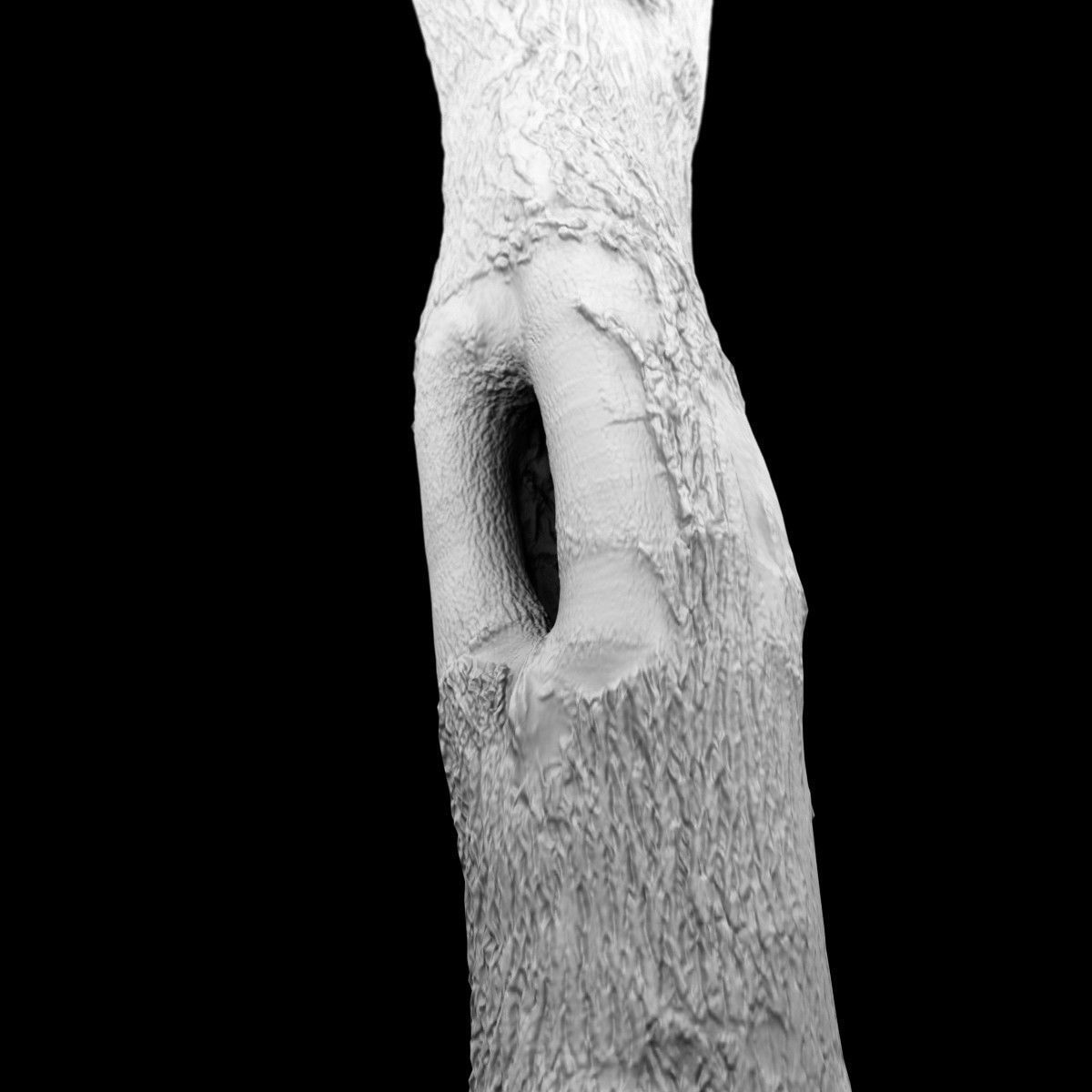 Photorealistic Tree Model 5 Low-poly 3D model_14