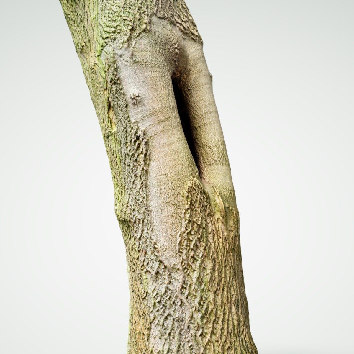 Photorealistic Tree Model 5 Low-poly 3D model_2