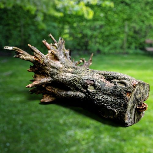 Huge Tree Root Stump Low-poly 3D model
