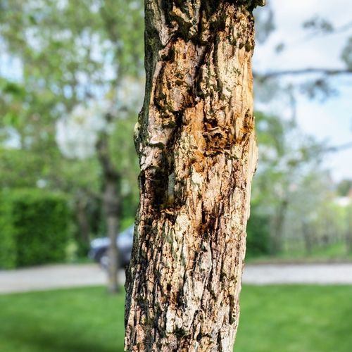 Dead Tree Bark Photorealistic Low-poly 3D model