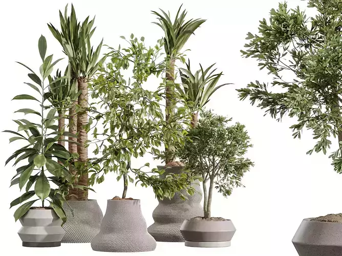 AV Indoor Plants Set 380 Ficus and Yucca and Olive