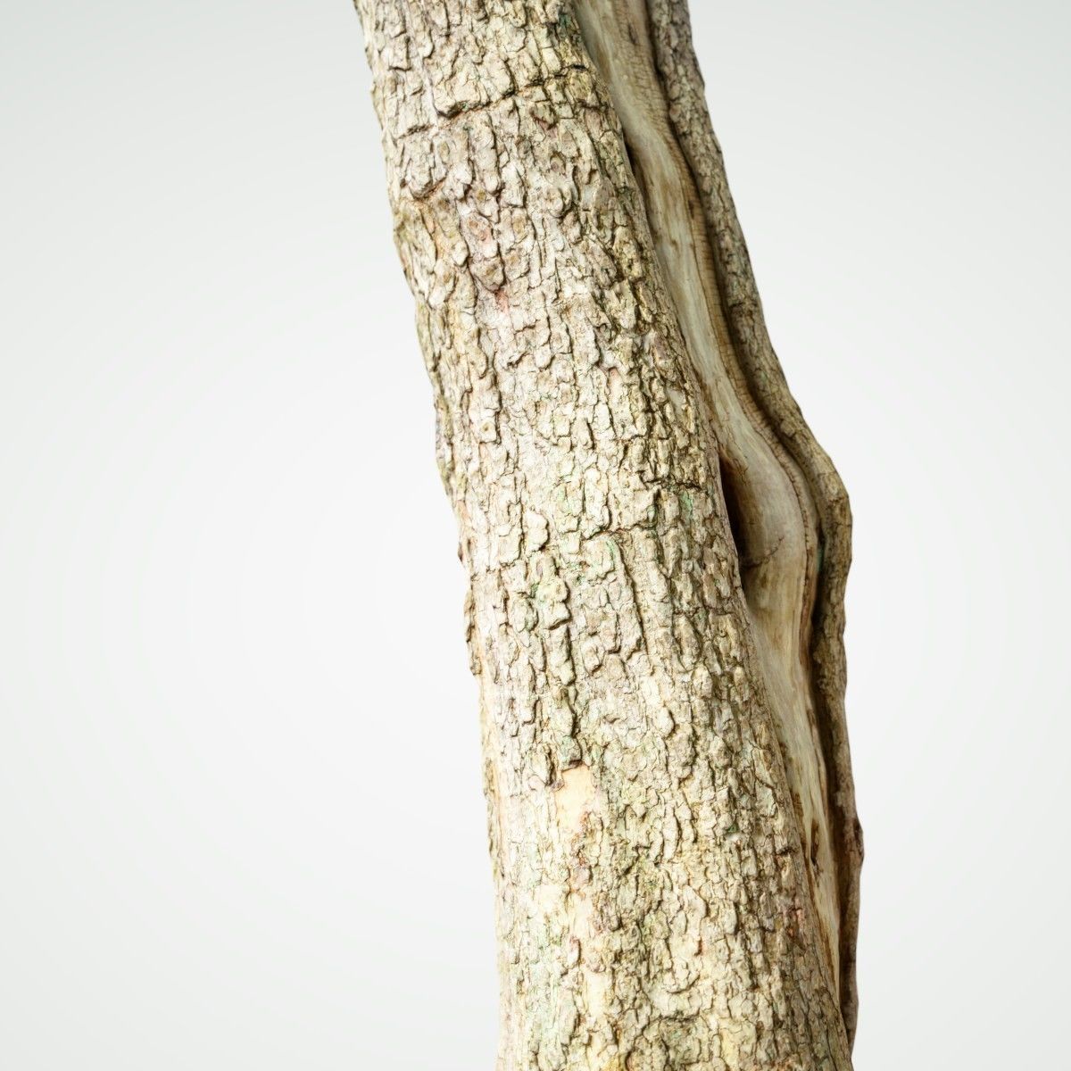 Realistic Tree Model 7 three trunks of Low-poly 3D model_4