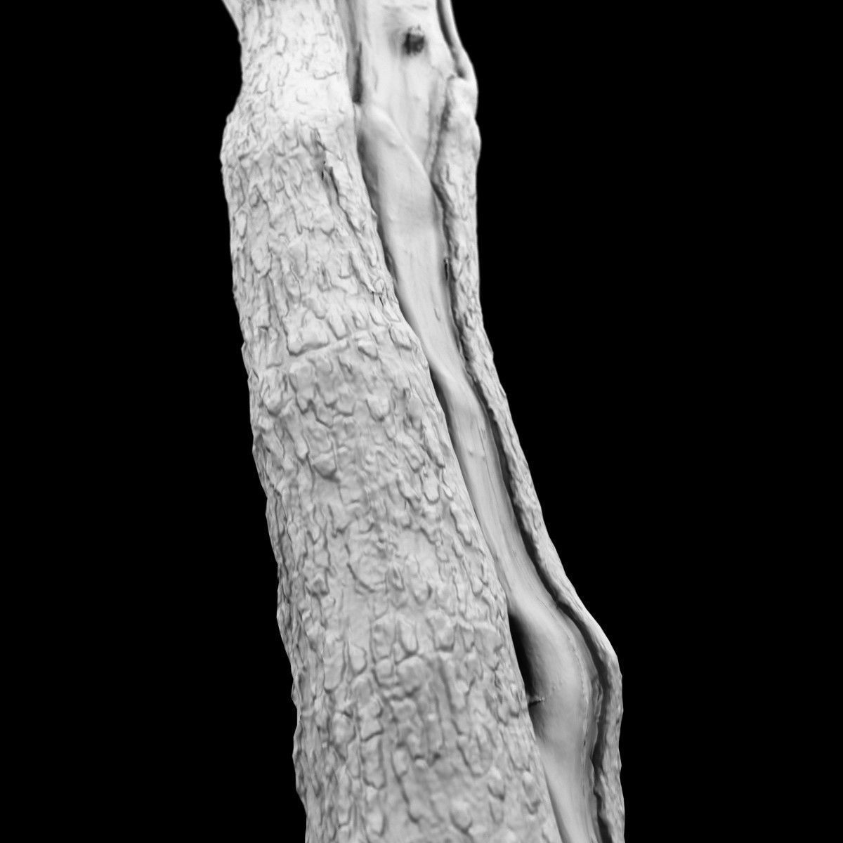 Realistic Tree Model 7 three trunks of Low-poly 3D model_5