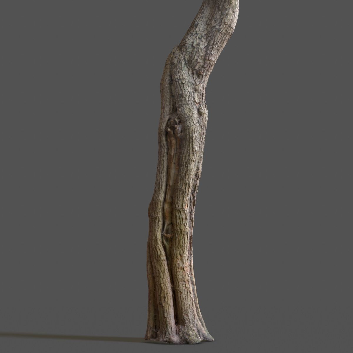 Realistic Tree Model 7 three trunks of Low-poly 3D model_10