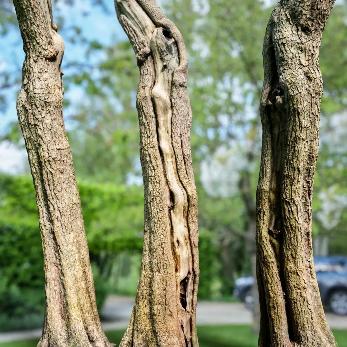 Realistic Tree Model 7 three trunks of Low-poly 3D model_0