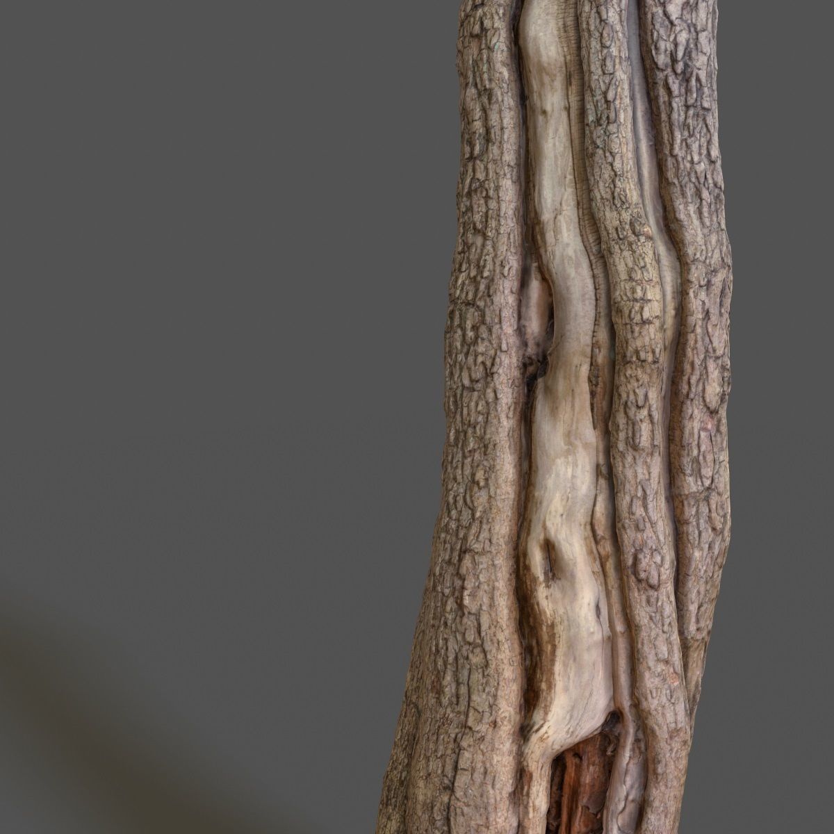 Realistic Tree Model 7 three trunks of Low-poly 3D model_11