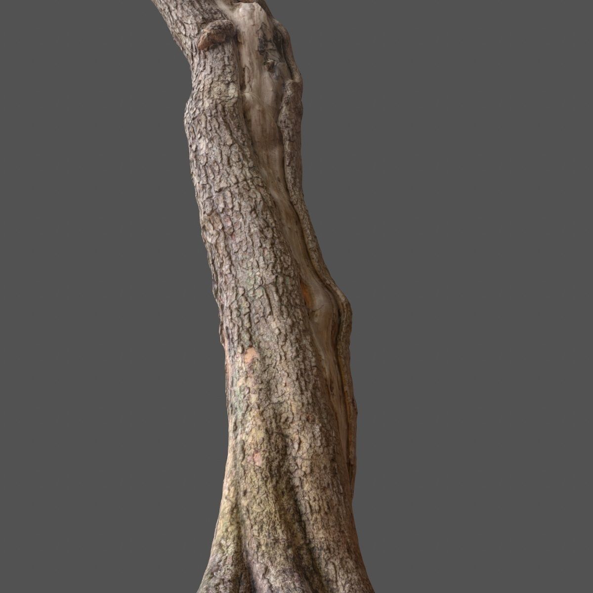 Realistic Tree Model 7 three trunks of Low-poly 3D model_13