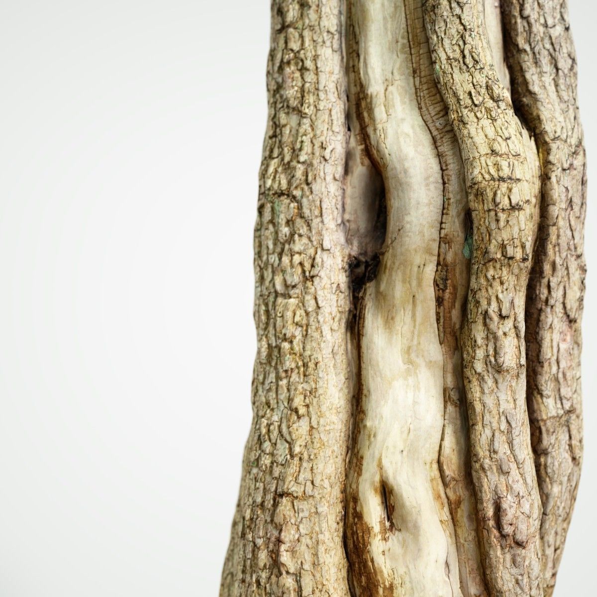 Realistic Tree Model 7 three trunks of Low-poly 3D model_2