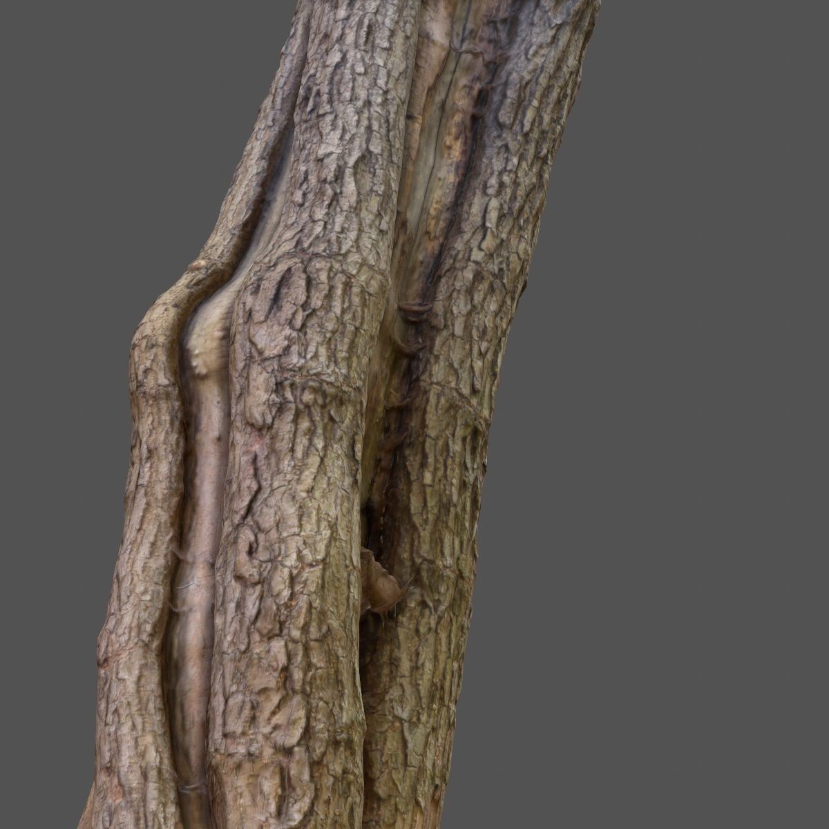 Realistic Tree Model 7 three trunks of Low-poly 3D model_17
