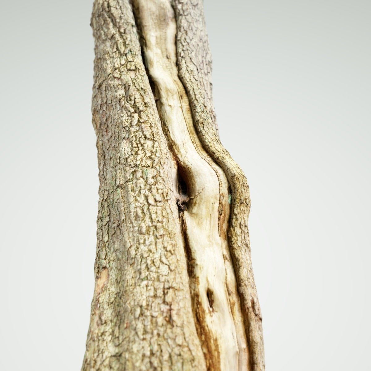 Realistic Tree Model 7 three trunks of Low-poly 3D model_3