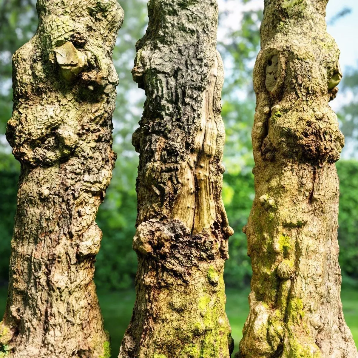 Realistic Tree Model Photorealistic 9 Low-poly 3D model_0