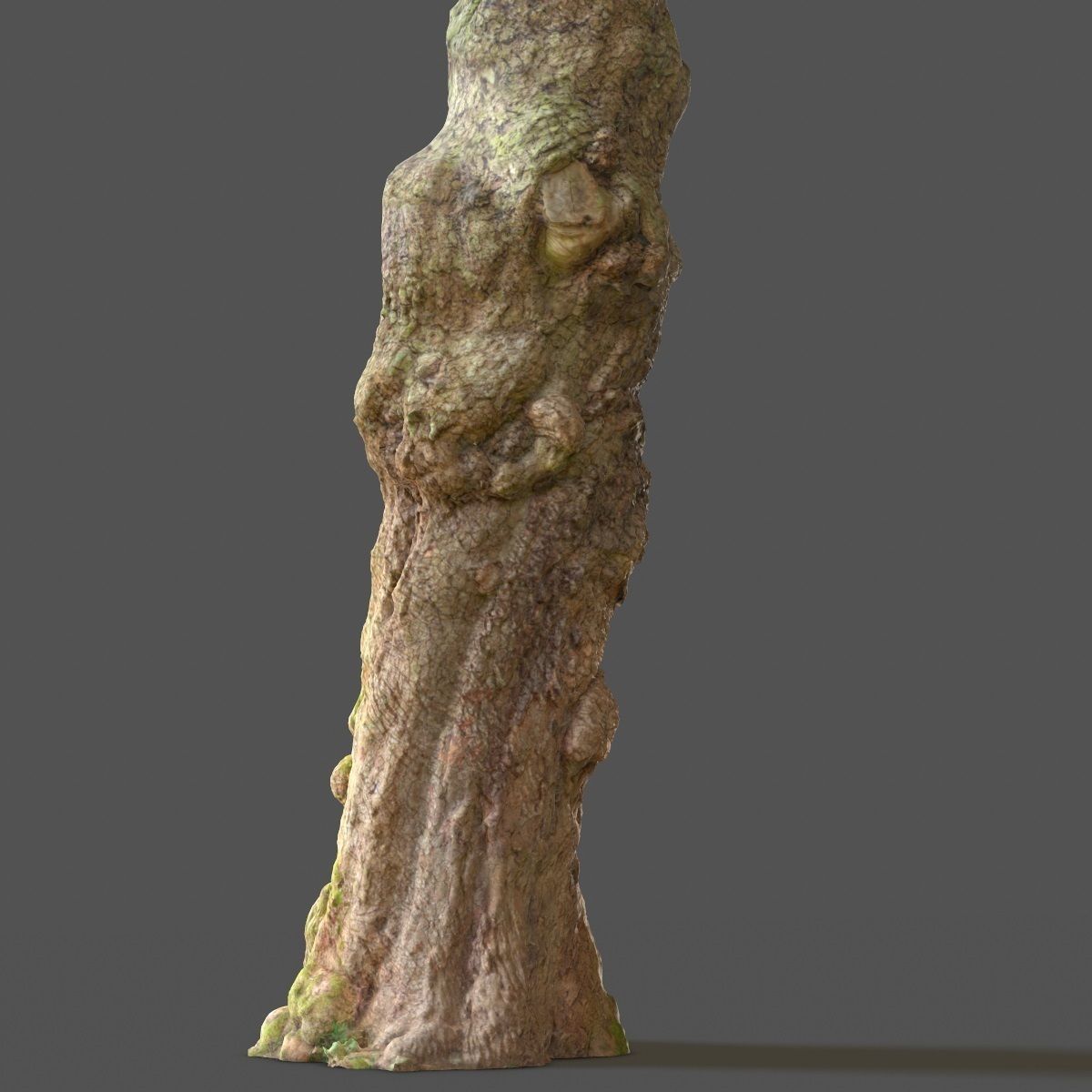 Realistic Tree Model Photorealistic 9 Low-poly 3D model_14