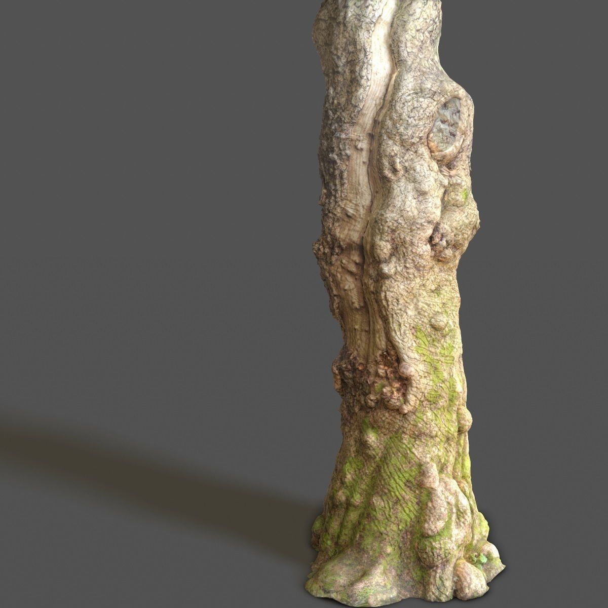 Realistic Tree Model Photorealistic 9 Low-poly 3D model_13