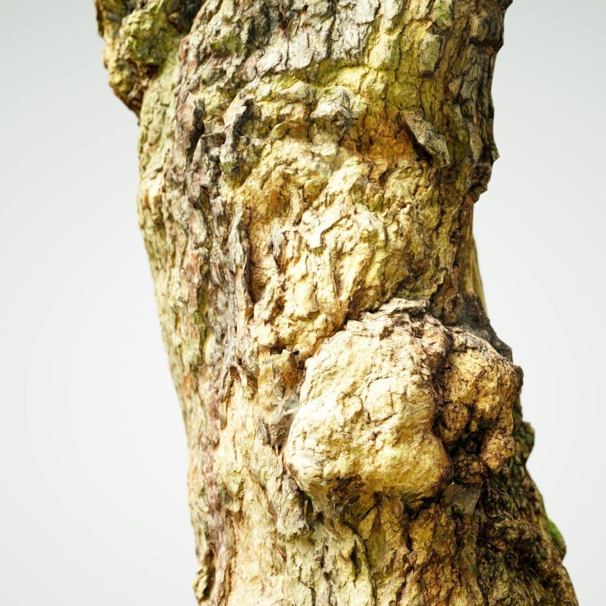 Realistic Tree Model Photorealistic 9 Low-poly 3D model_2